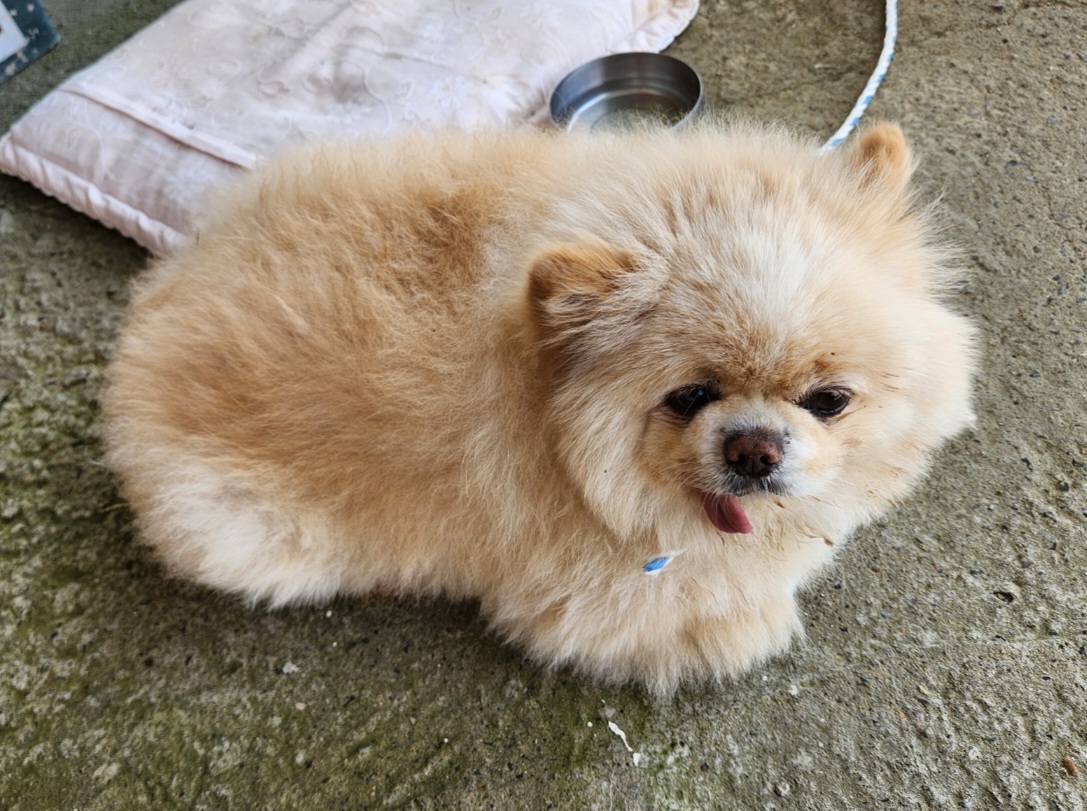 해남유기동물보호센터_446493202300111